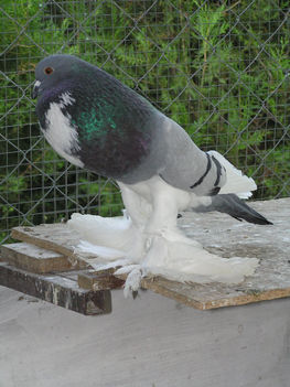 P6032080