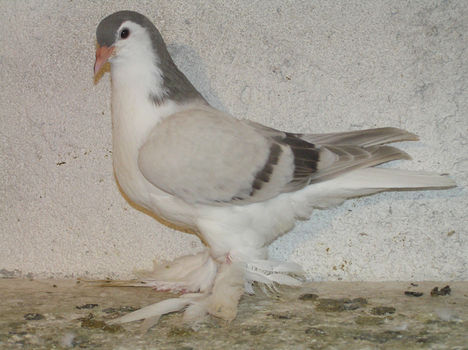 P6032097