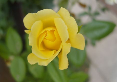 s.rózsa