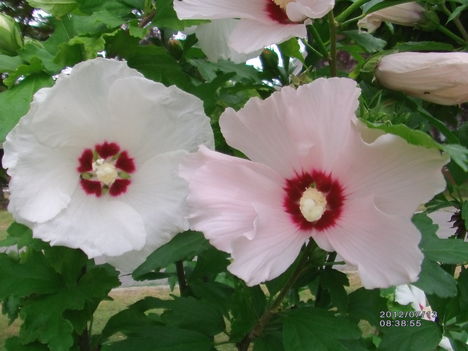 Hibiszkusz fás szárú 1