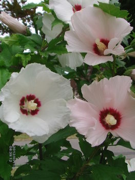 Hibiszkusz fás szárú 2