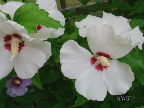 Hibiszkusz fás szárú 3