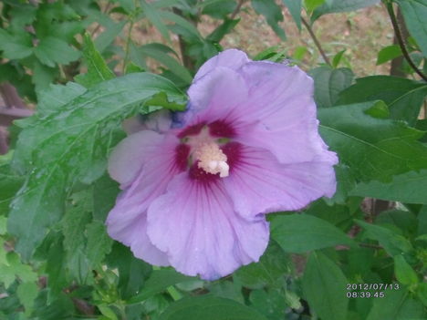 Hibiszkusz fás szárú 5