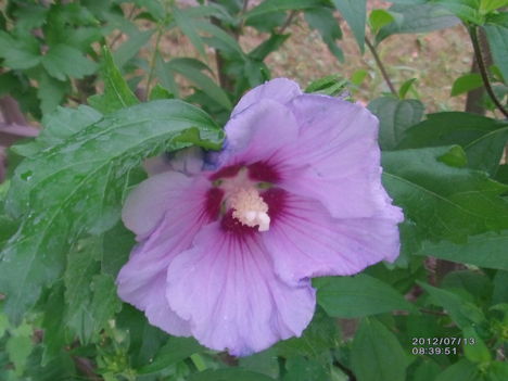 Hibiszkusz fás szárú 6