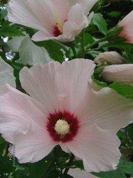 Hibiszkusz fás szárú 7