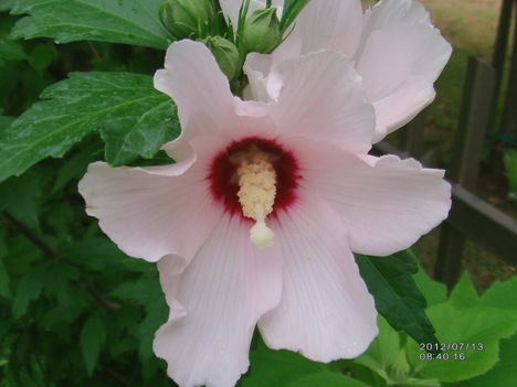 Hibiszkusz fás szárú 8