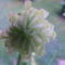 Madártejvirág bimbó
