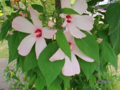 Mocsári hibiszkosz 1