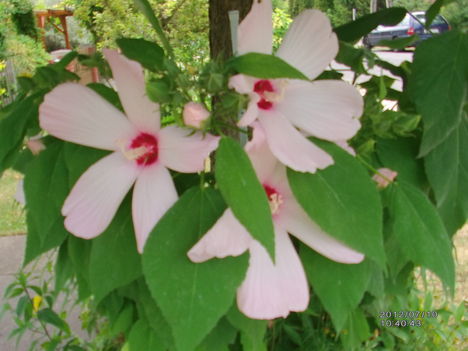 Mocsári hibiszkusz 2