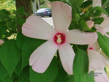 Mocsári hibiszkusz 3