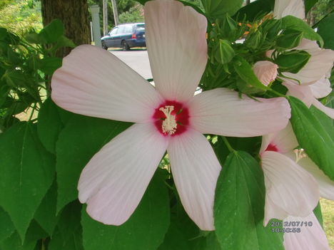 Mocsári hibiszkusz 4