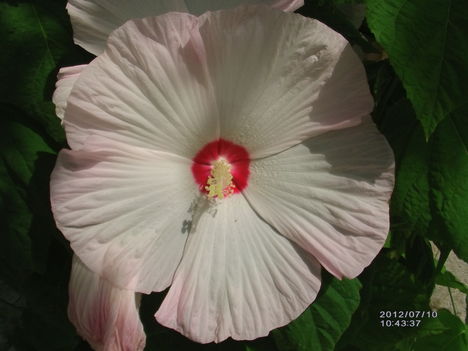 Mocsári hibiszkusz II