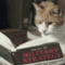 olvasó macska