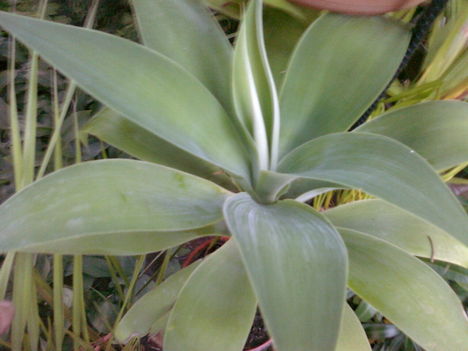 Agave attenuata, a világon az egyetlen fajta, amely puhalevelű