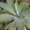 Agave attenuata, a világon az egyetlen fajta, amely puhalevelű