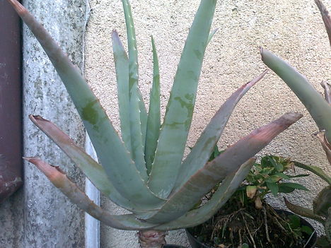 Aloe vera, már használhatóra nőtt levelekkel
