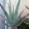 Aloe vera, már használhatóra nőtt levelekkel