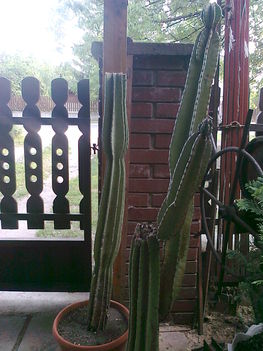 Bolíviai oszlopos kaktuszok