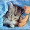 cicas_kepek_34_559827_12444