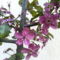 Díszalmafa virága