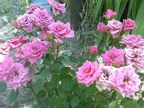 Egy másik rózsaszin