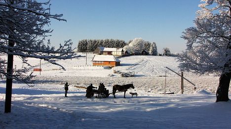 fenyőkut 3