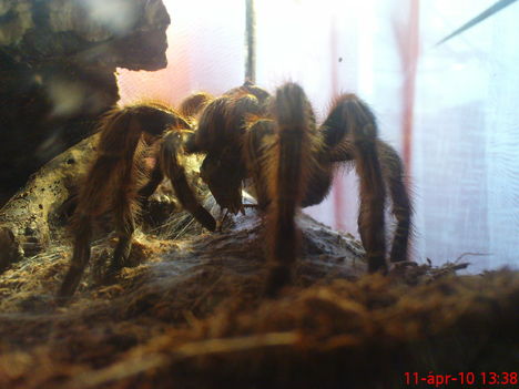 Grammostola Rosea