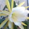 Levélkaktusz sárga-fehér virága