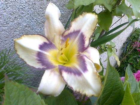 Lila csíkos hemerocallis