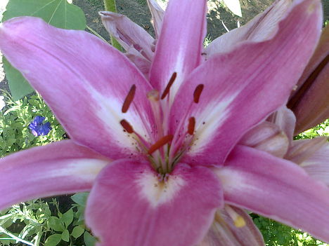Lilásrózsaszín liliom