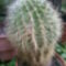 "Óriás" kaktusz