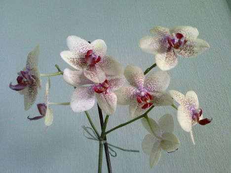 Phalaenopsis  orc.