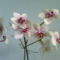 Phalaenopsis  orc.