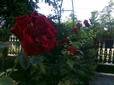 Rózsák a kertben