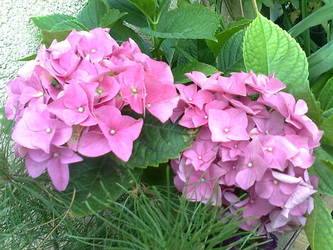 Rózsaszin hortenzia