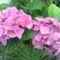 Rózsaszin hortenzia