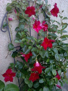 sandeville roze