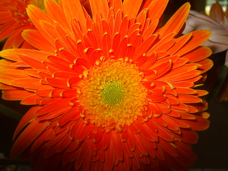 gerbera