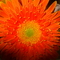 gerbera