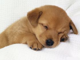 tired_puppy