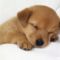 tired_puppy