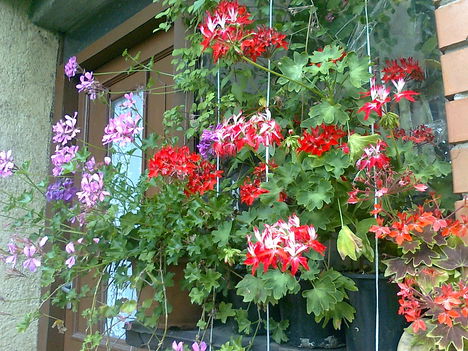 Virágos ablakpárkány