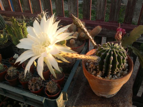 20120620208