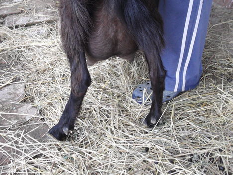 Mici tejtükre