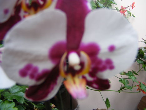 Orhidea3