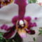 Orhidea3