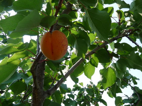 P1450626