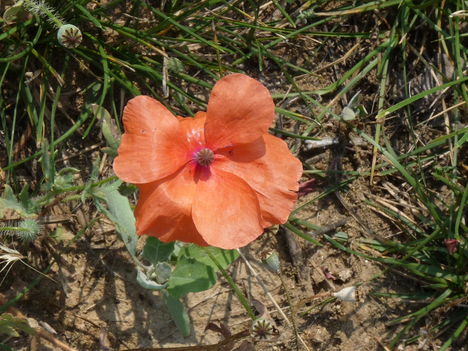 P1450668