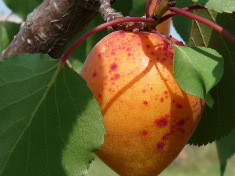 P1450669