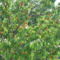 P1450967